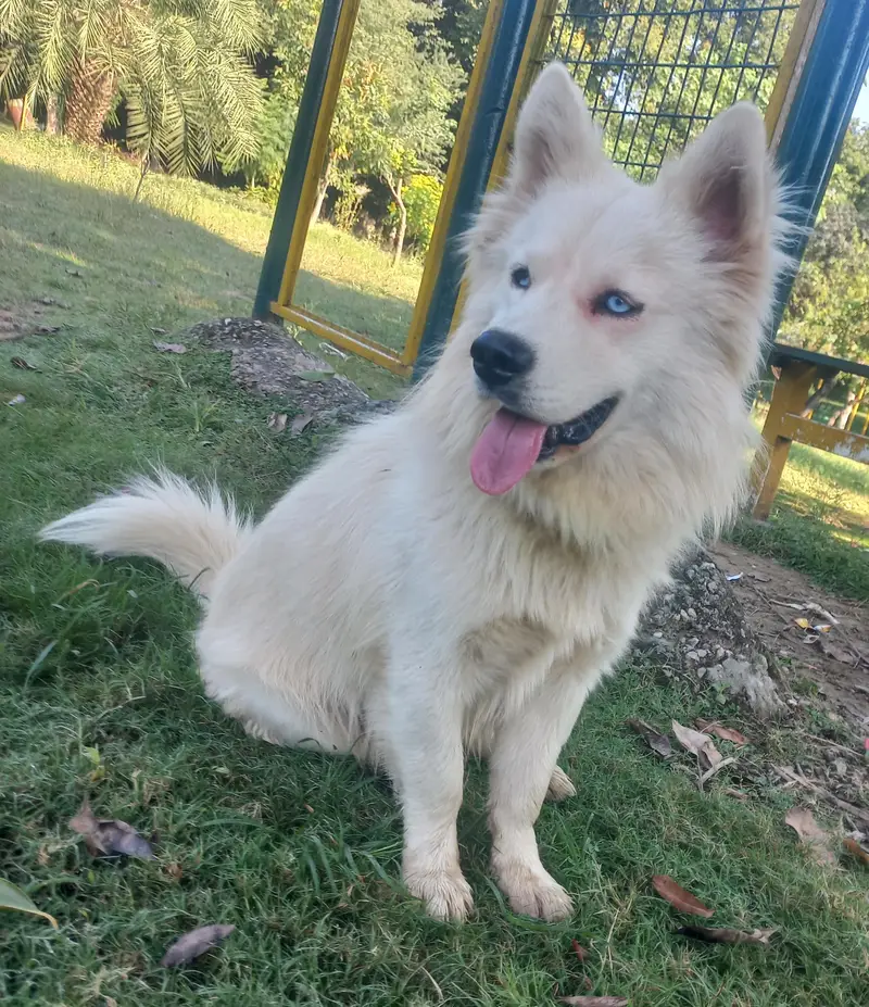 Siberian Husky Male — photo 2