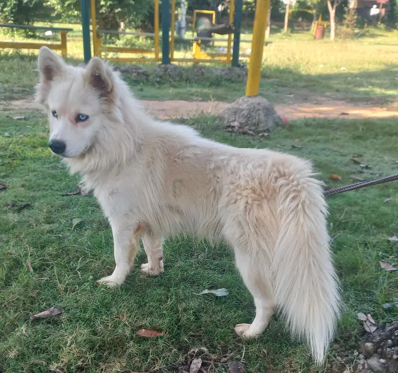 Siberian Husky Male — photo 3