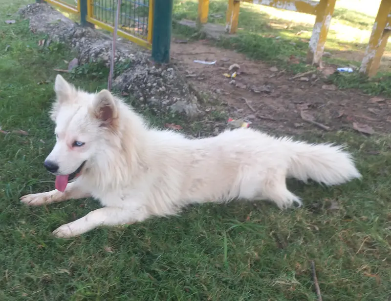 Siberian Husky Male — photo 4