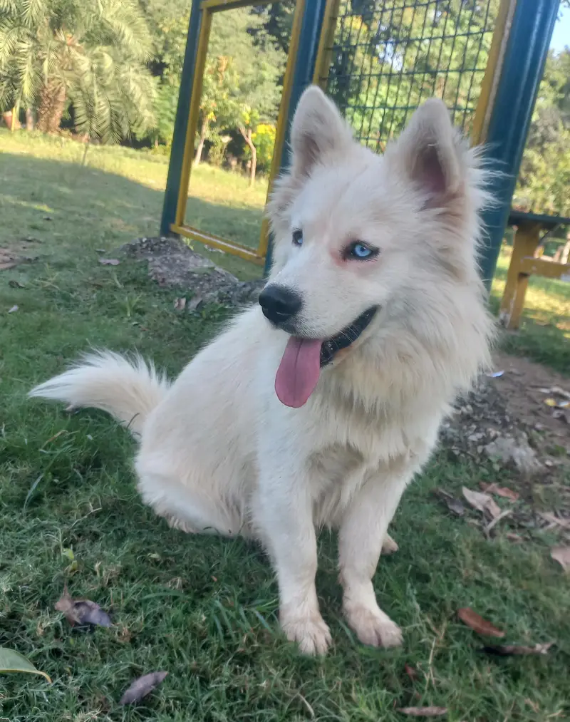 Siberian Husky Male — photo 5