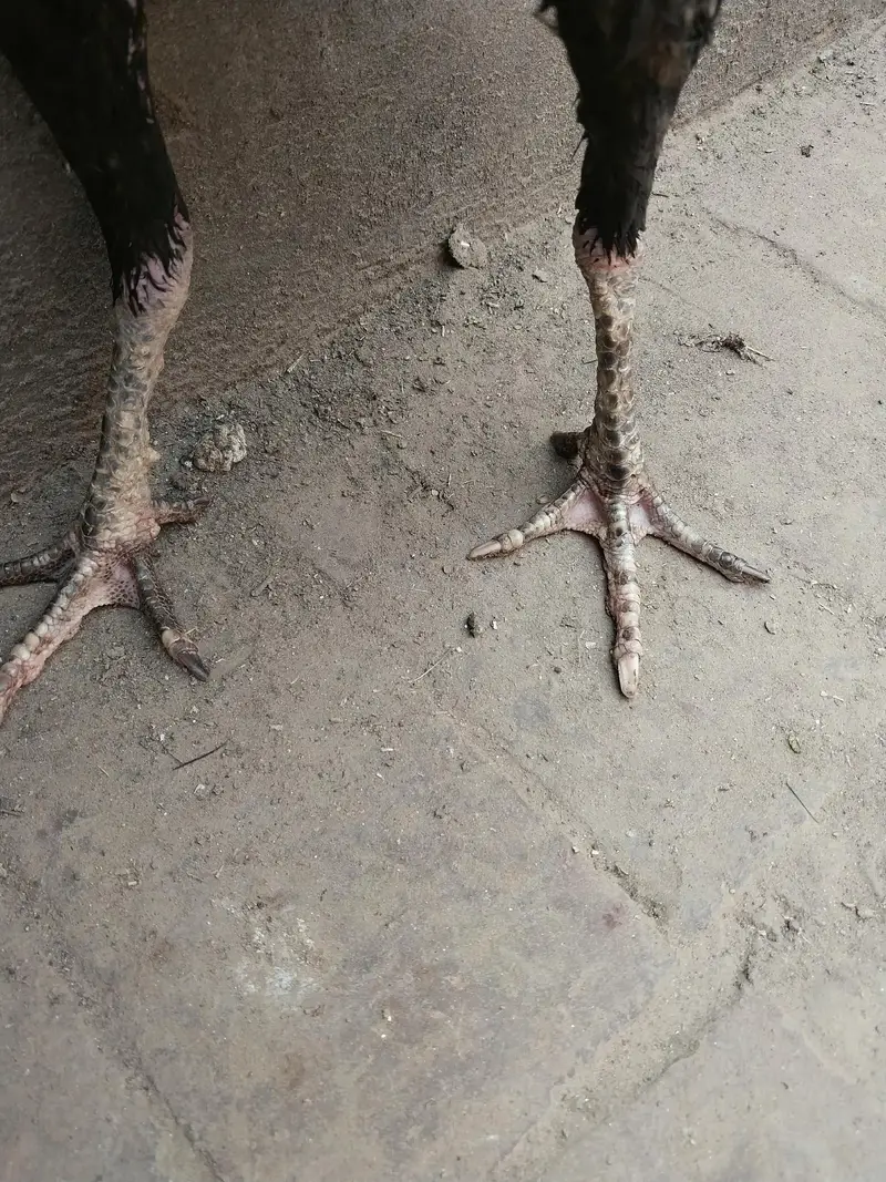 imported aseel — photo 2