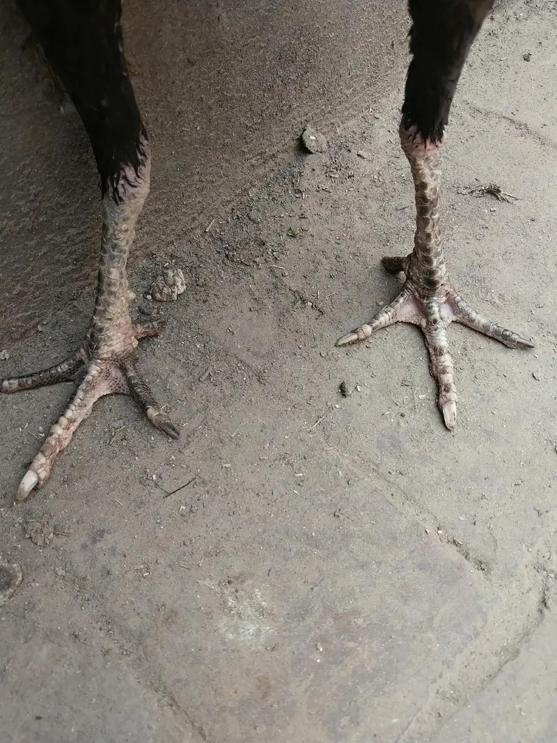imported aseel — photo 5