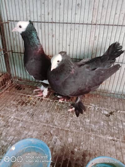 Beautiful mukhi pair