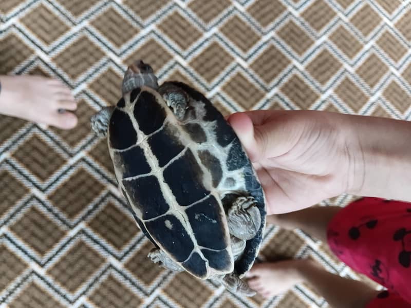 Turtle 0