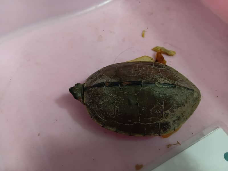 Turtle 1