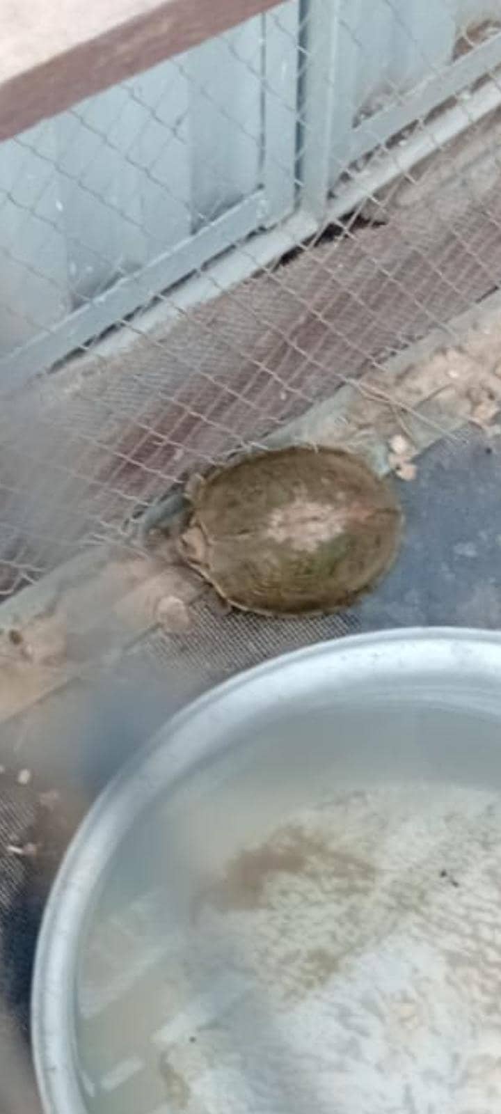 Turtle 2