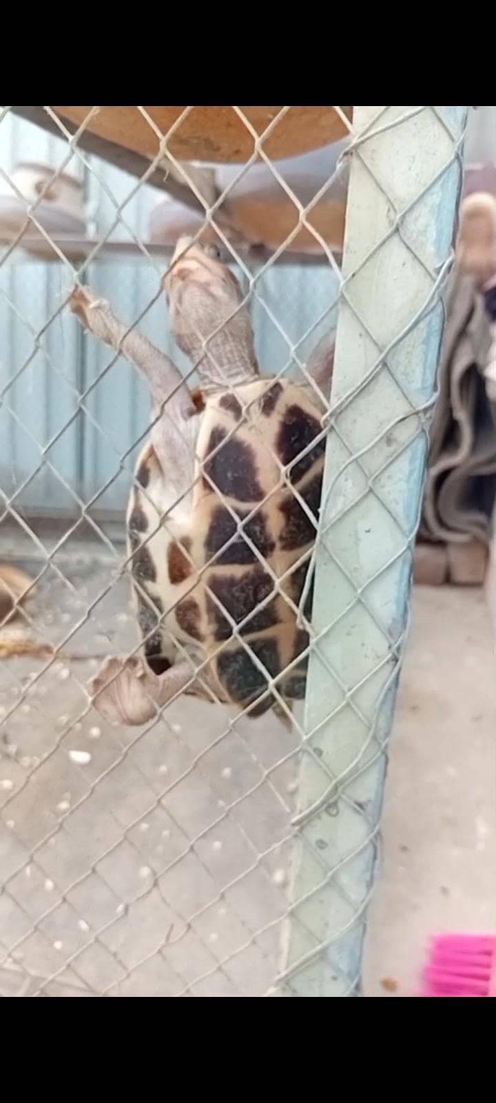 Turtle 3