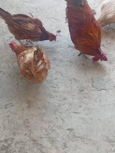 Desi 3 murgiyan or 1 lMurga