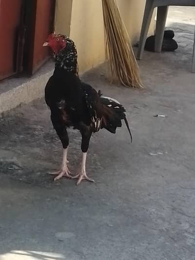 for sale