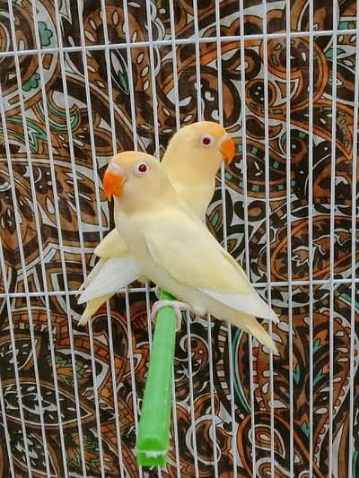 Healthy and active lovebirds