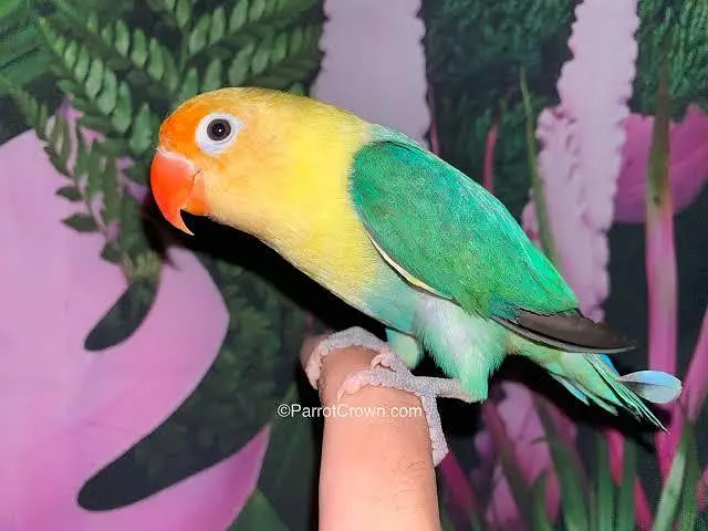 Healthy and active lovebirds — photo 3