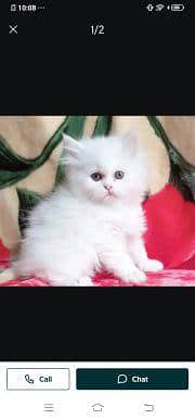 Persian cat for sale male or female my WhatsApp348=60=30=296