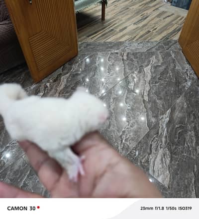 sugar glider white male. for sale