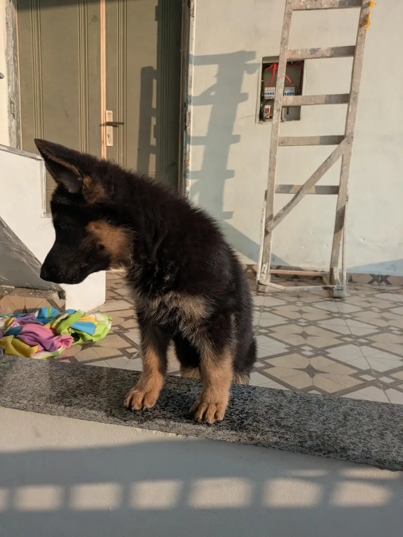 Home grown on Royal Canin — photo 3