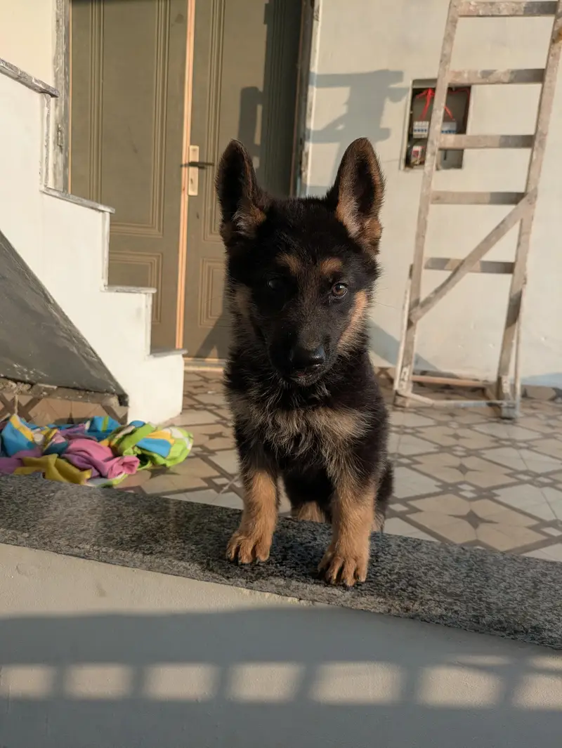 Home grown on Royal Canin — photo 5