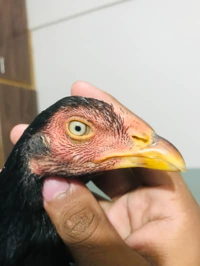 high quality aseel pathi ready to egg