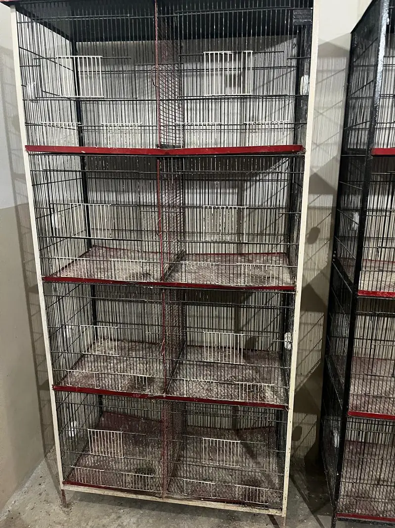 price: ,30,000 potion cages available contact number: 03442071049 — photo 3