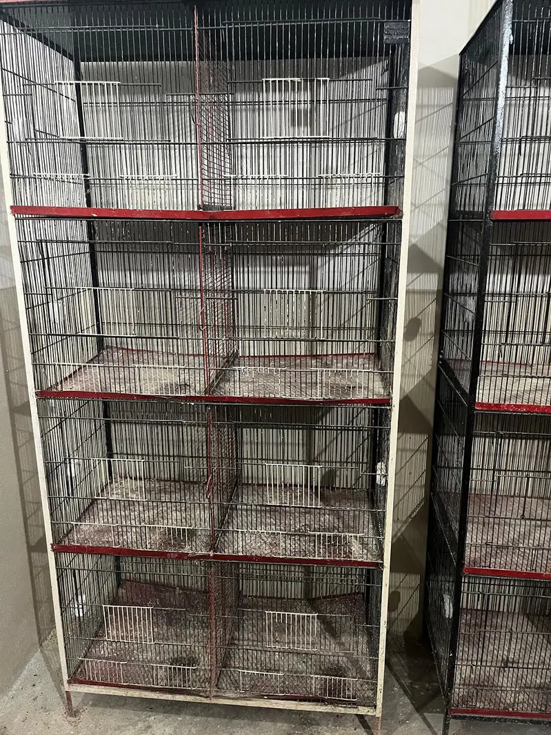 price: ,30,000 potion cages available contact number: 03442071049 — photo 4
