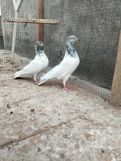 pigeons for sale