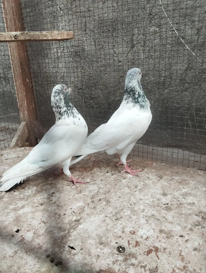 pigeons for sale — photo 2