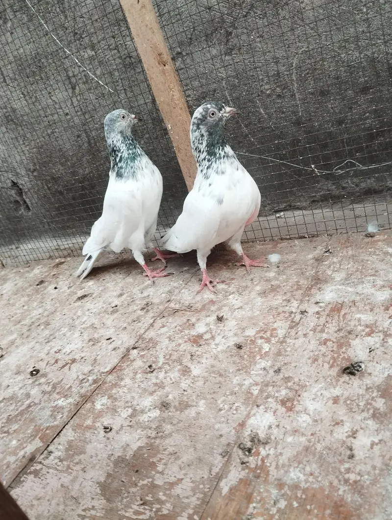 pigeons for sale — photo 3