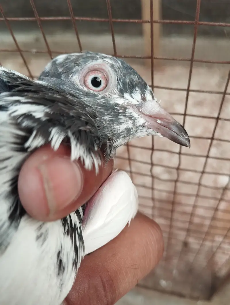 pigeons for sale — photo 4