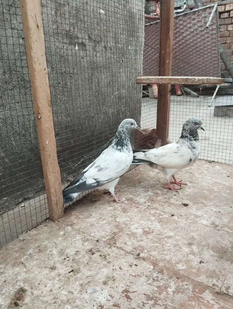 pigeons for sale — photo 5