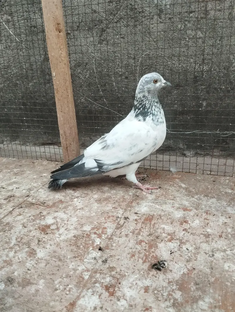 pigeons for sale — photo 6