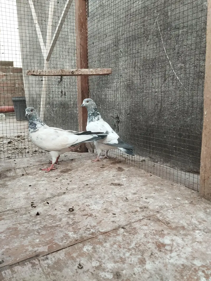 pigeons for sale — photo 7