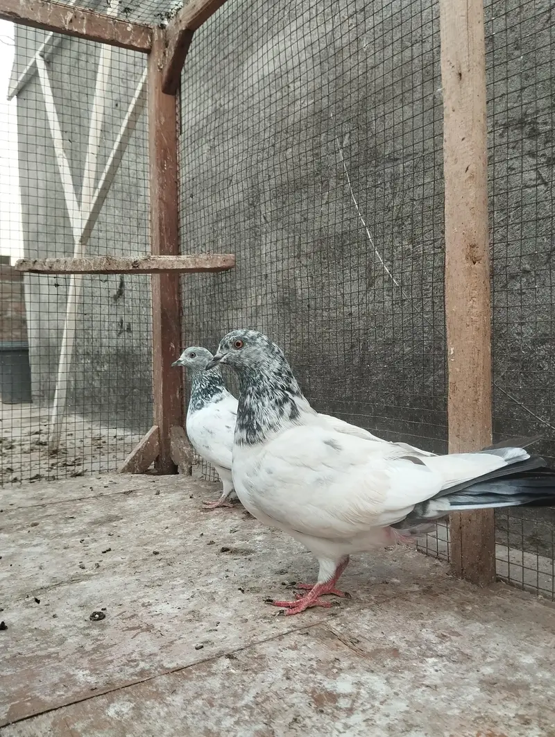 pigeons for sale — photo 8