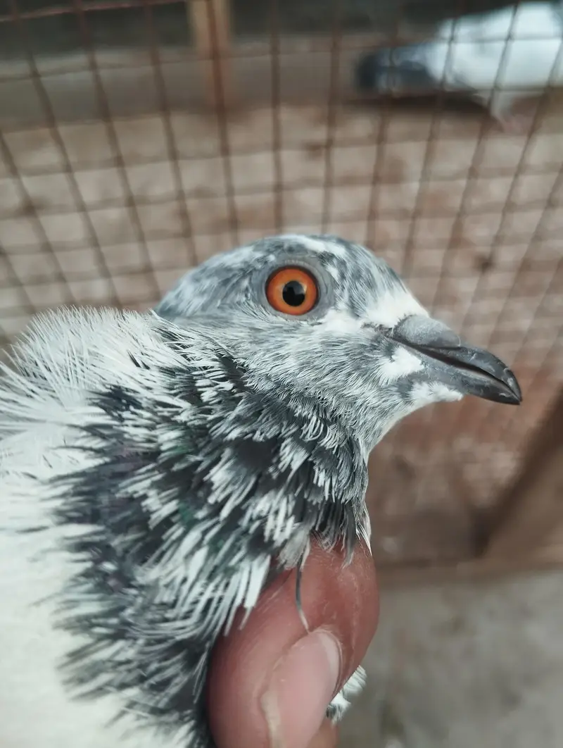 pigeons for sale — photo 9