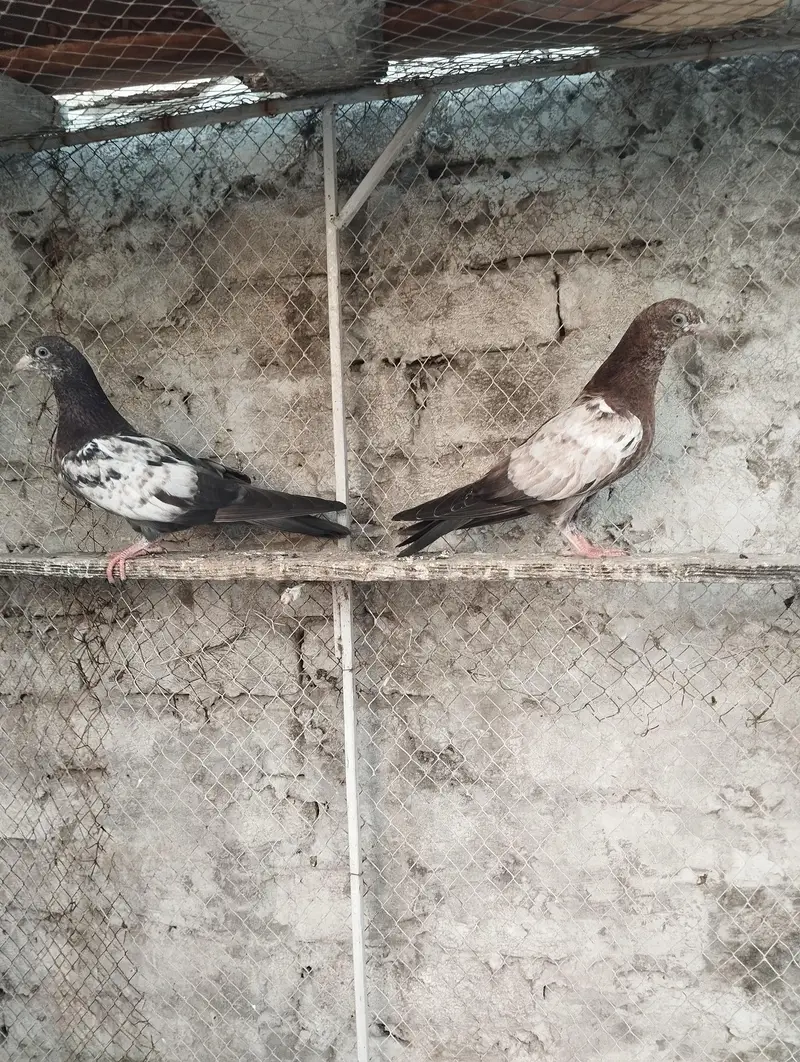 pigeons for sale — photo 10