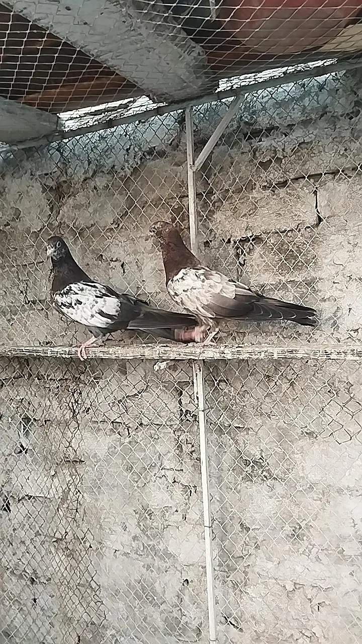 pigeons for sale — photo 11