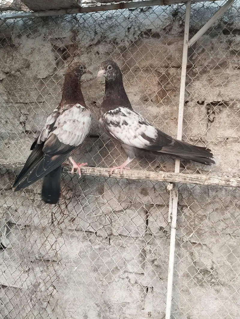 pigeons for sale — photo 12