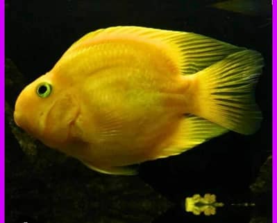 yellow parrot