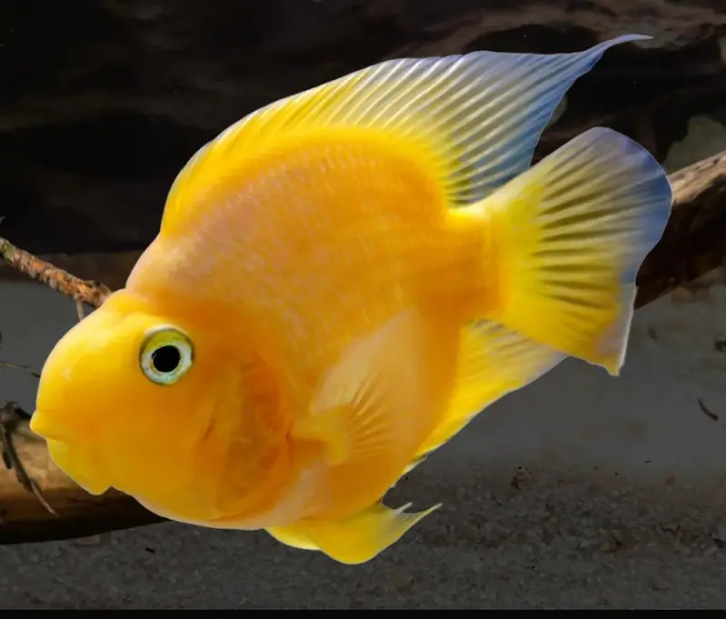 yellow parrot — photo 2