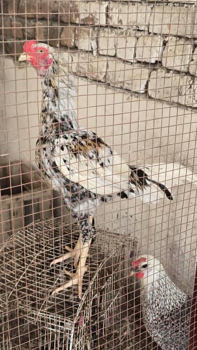Cross Breed Murgha