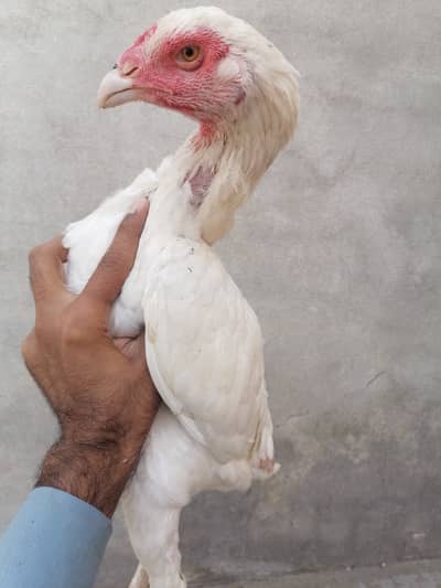 Aseel pathi