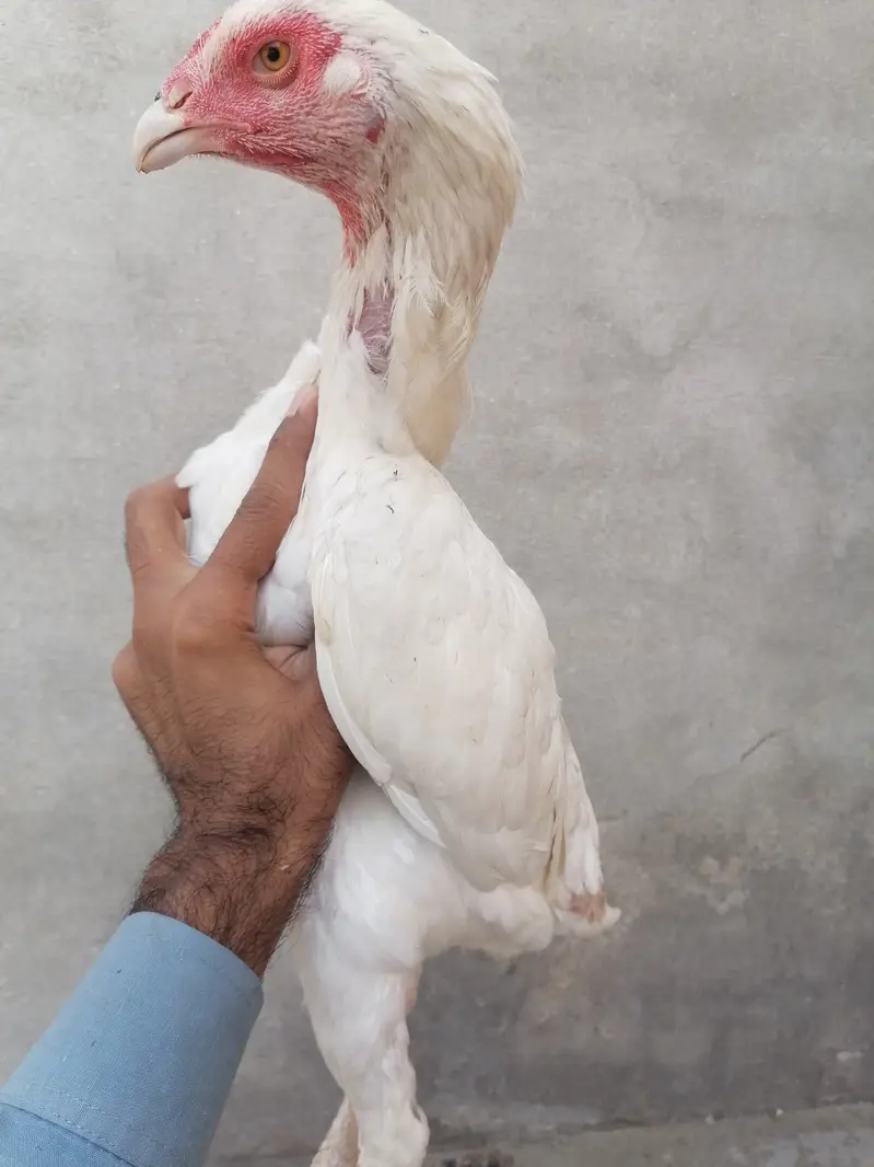 Aseel pathi — photo 2