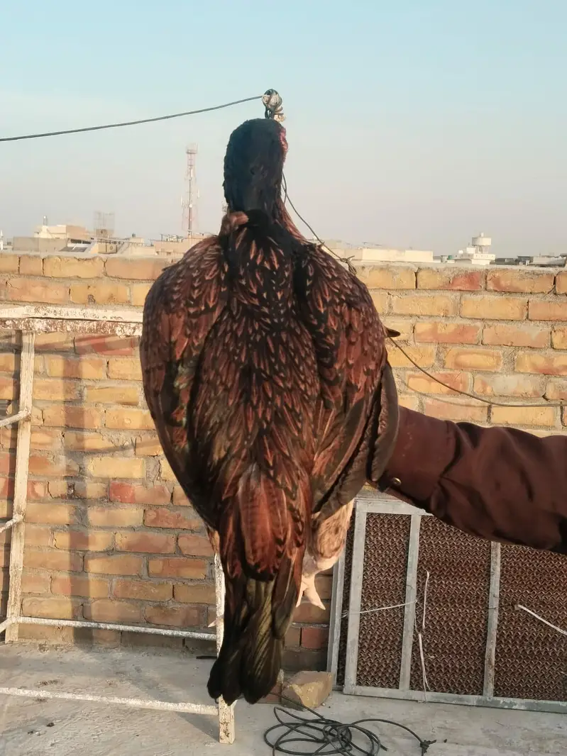Pure Aseel Double hadi  Nasli Madi — photo 5