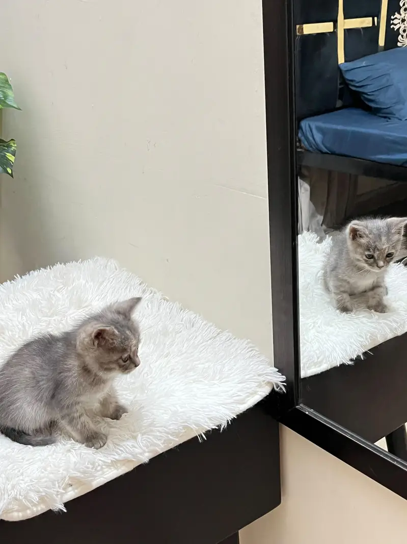 persion cat — photo 2