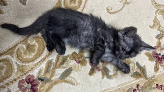 A beautiful grey kitten