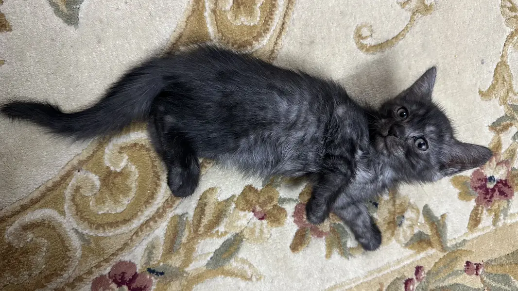 A beautiful grey kitten — photo 2