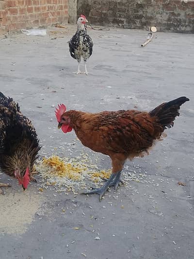 Total 6 hens Hain jis me 3 Female 3 male Hain