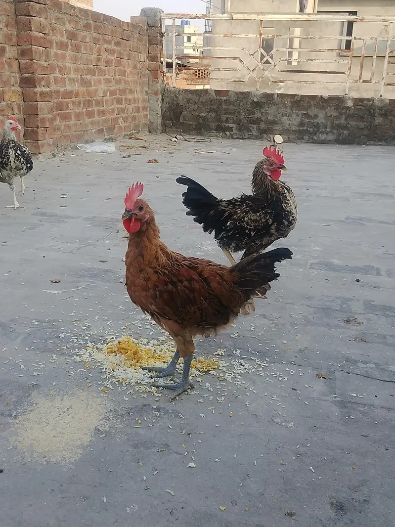 Total 6 hens Hain jis me 3 Female 3 male Hain — photo 2