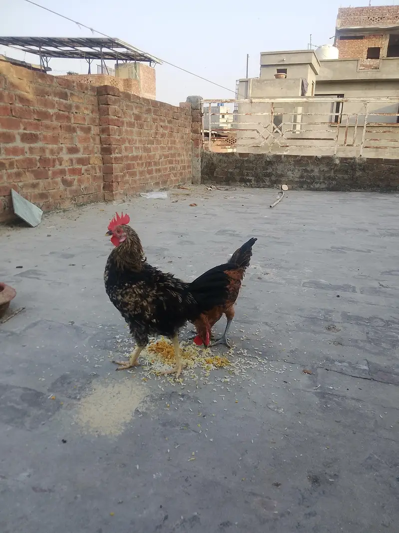 Total 6 hens Hain jis me 3 Female 3 male Hain — photo 3