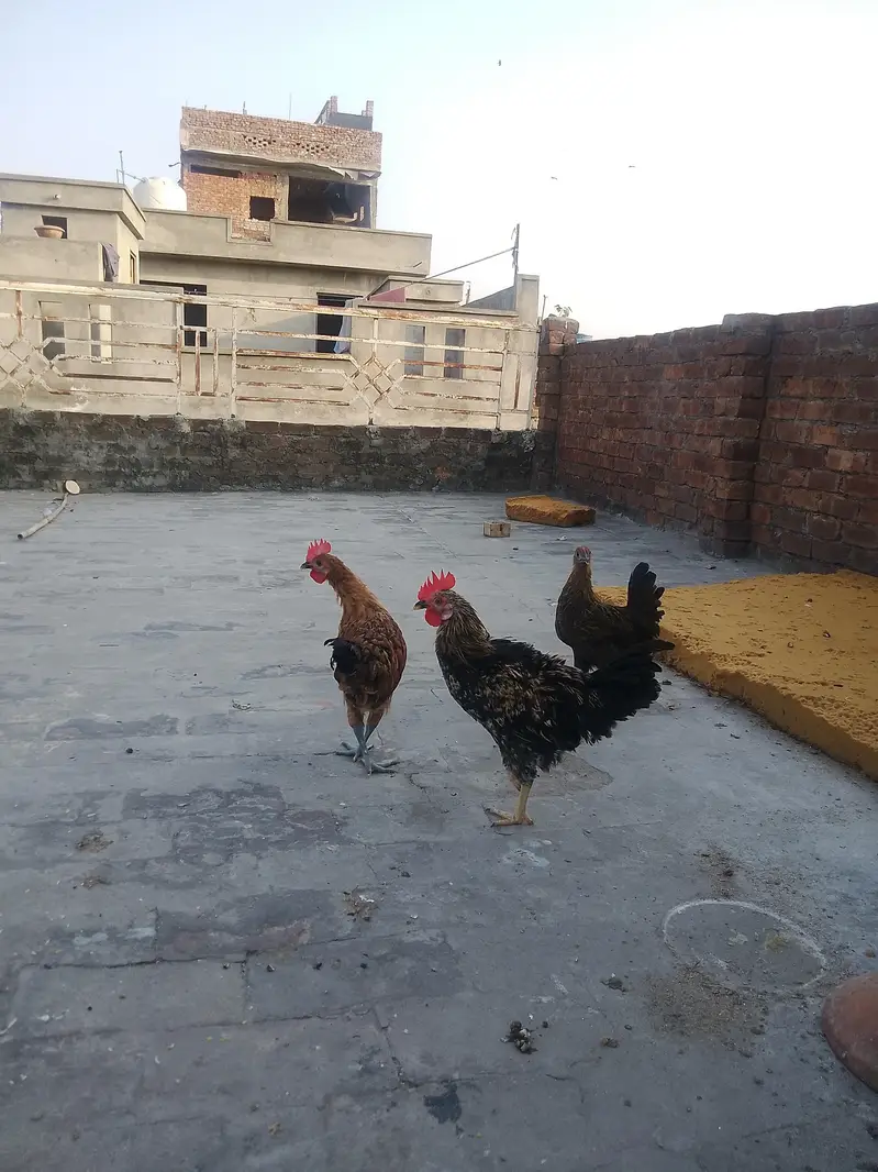 Total 6 hens Hain jis me 3 Female 3 male Hain — photo 4