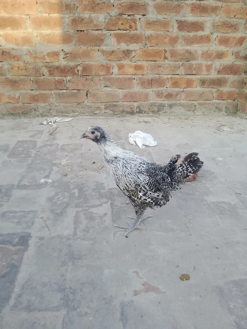 Total 6 hens Hain jis me 3 Female 3 male Hain — photo 5