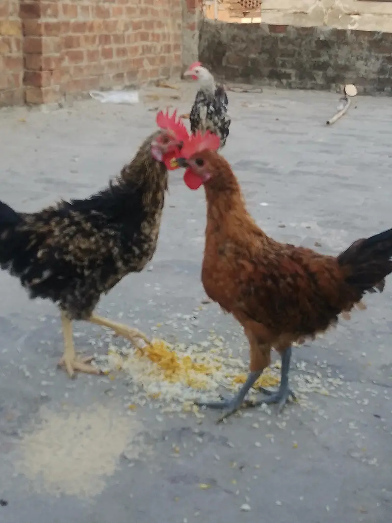 Total 6 hens Hain jis me 3 Female 3 male Hain — photo 6