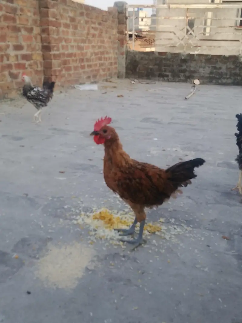 Total 6 hens Hain jis me 3 Female 3 male Hain — photo 7